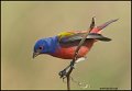 _1SB1323 painted bunting